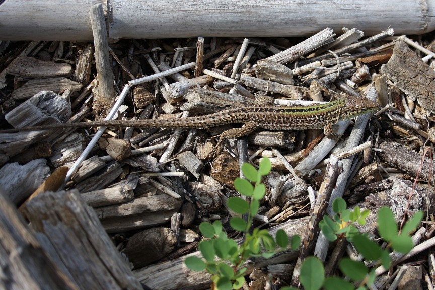 lacerta agricola? (Podarcis siculus)